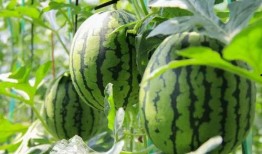 朝阳吃瓜群众网 吃瓜网在线观看视频,独家在线观看吃瓜网热门视频